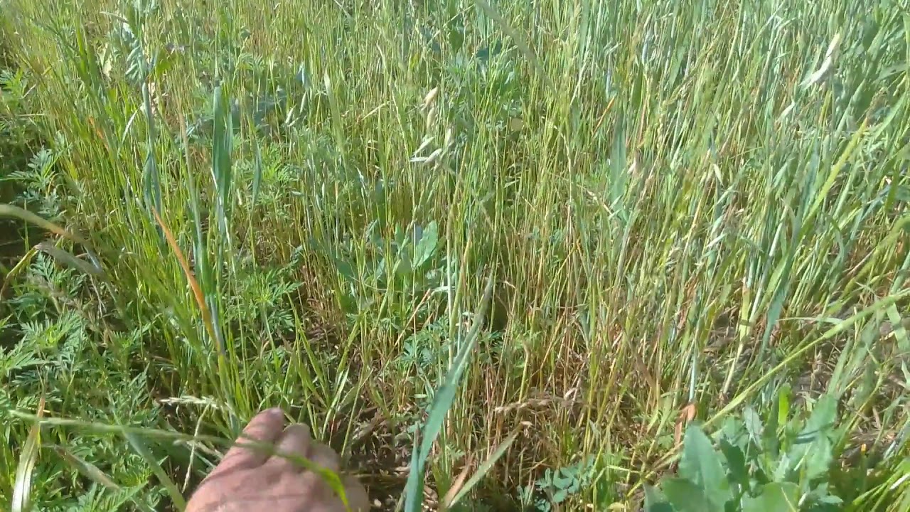 Райграс на сено - первый год второй укос