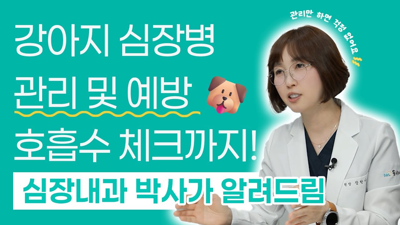 강아지 심장병 증상과 관리법 총정리 우리 반려견의 호흡수 심장박동수 셀프 체크 방법 | 24시 솔동물의료센터
