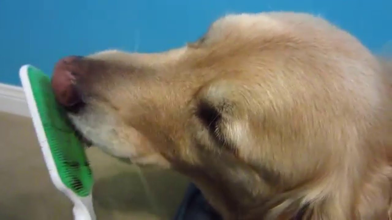 Cute Dog Licking An Orapup Tongue Scraper Cleaner, 5 Minutes (ASMR) - 3 Year Old Golden Retriever