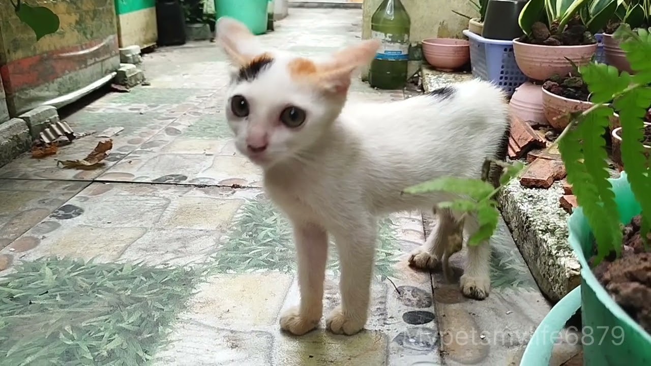 A Responsible Brother And A Joyful Cat Family