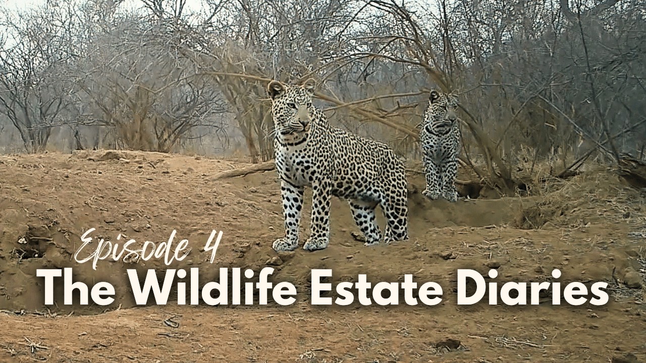 The leopards are back in front of my trail camera! 😱 [S1:E4]