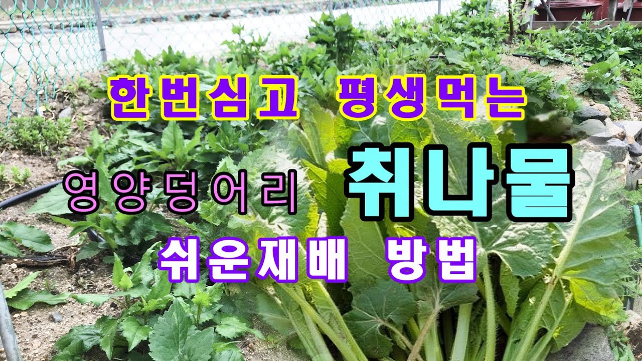 한번심고  평생먹는 영양덩어리 취나물 재배 쉬운방법입니다.