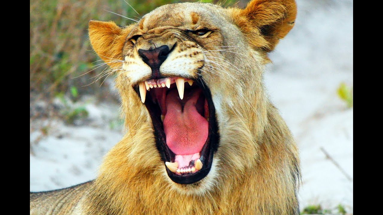 Tembe Elephant Park Highlights 2019