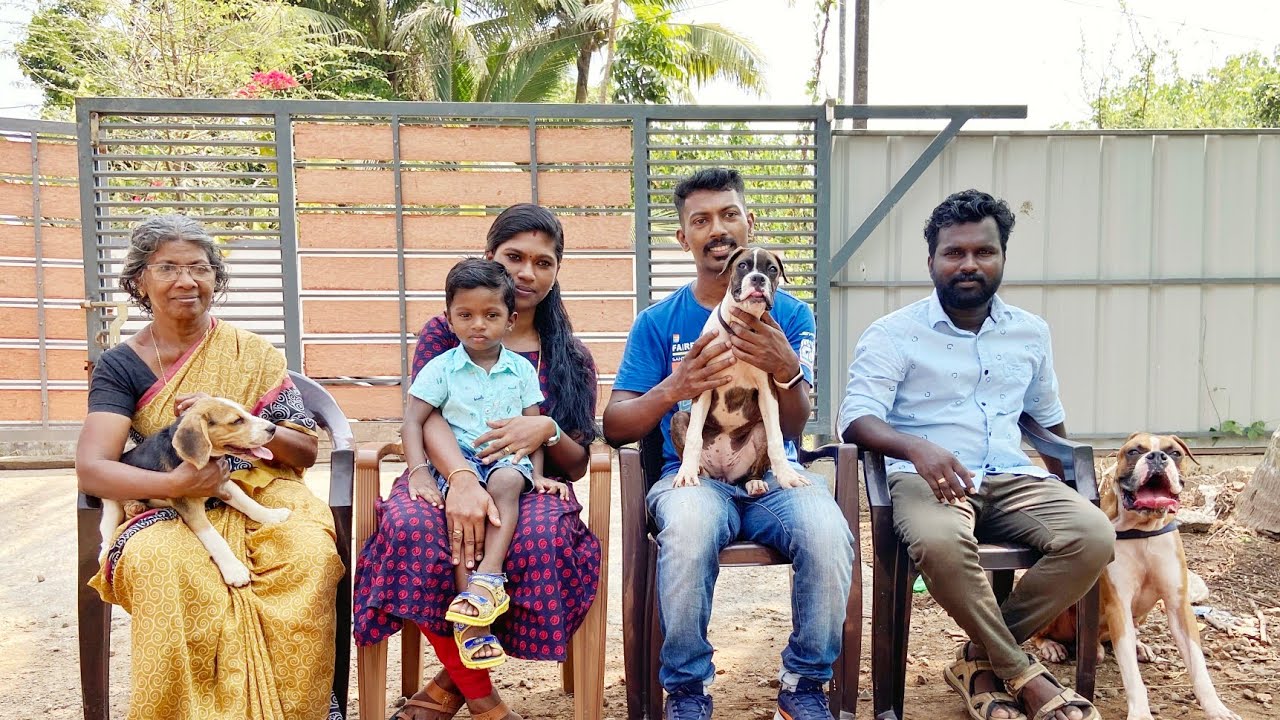 സാധാരണ ഒരു കുടുംബം വരുമാനം കേട്ടാൽ നിങ്ങൾ ഞെട്ടും | Boxer Dog | Pet parents | Dog breeder