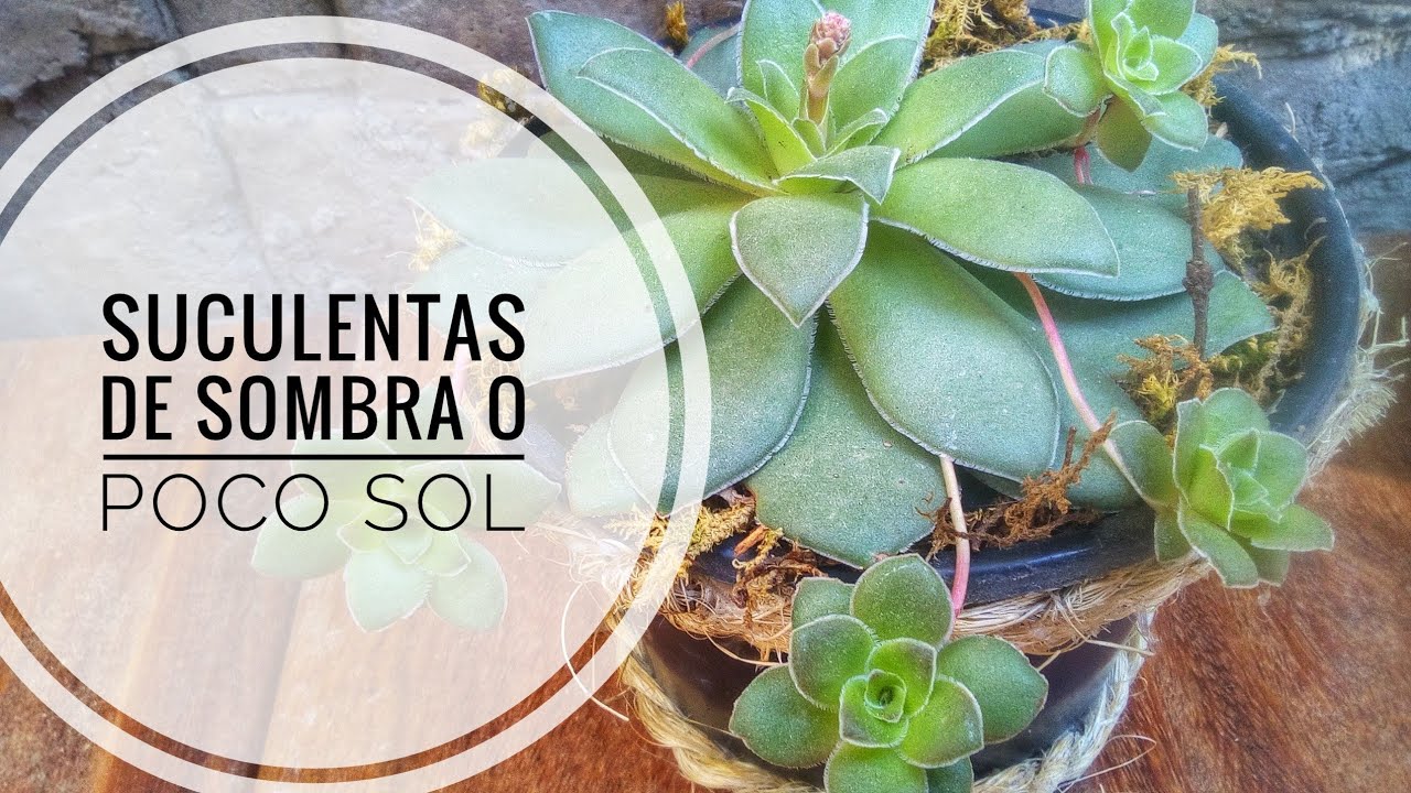 10 SUCULENTAS de sombra/sol filtrado y sus nombres