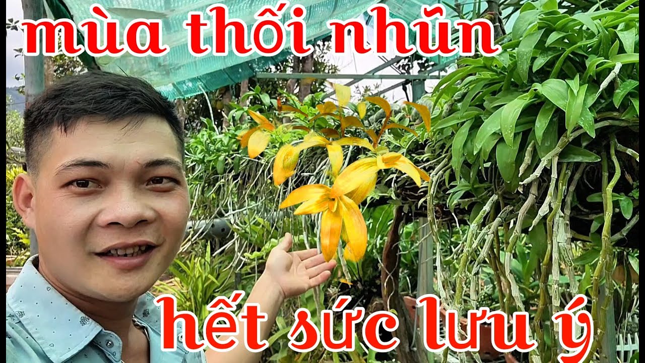 Mùa nấm bệnh lại đến và cách phòng hiệu quả, cách xử lý nấm bệnh cho lan | trồng lan ban công
