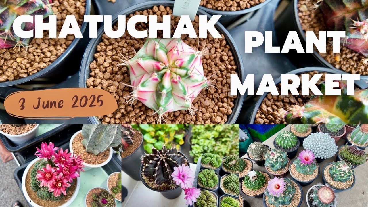Tour Chatuchak Cactus Market | 3 June 2025 | 🌵✨a lot of beautiful cactus for sale | JdaySpring
