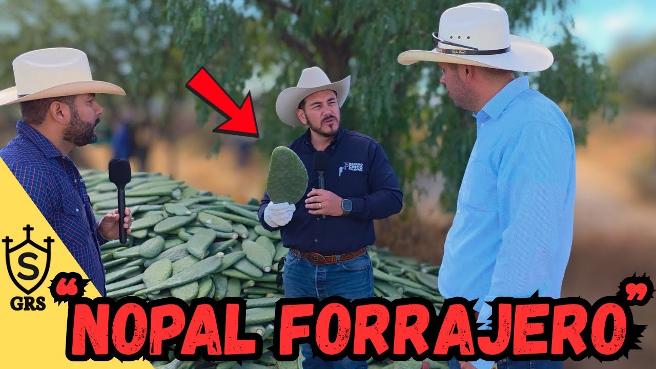 Nopal Forrajero: Mucho Forraje, bajo Costo y Poca Agua | Zacatecas