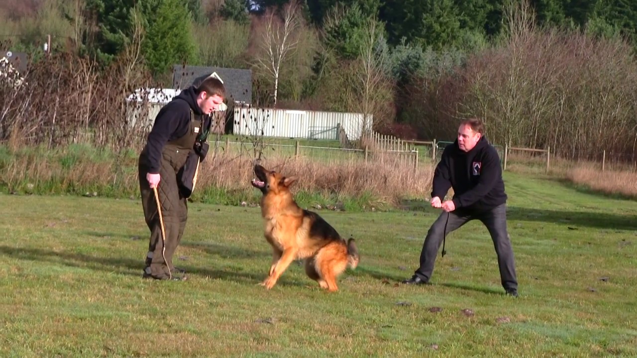 Kraftwerk K9 Black & Red German Shepherd Dominating the arm at 18 months old