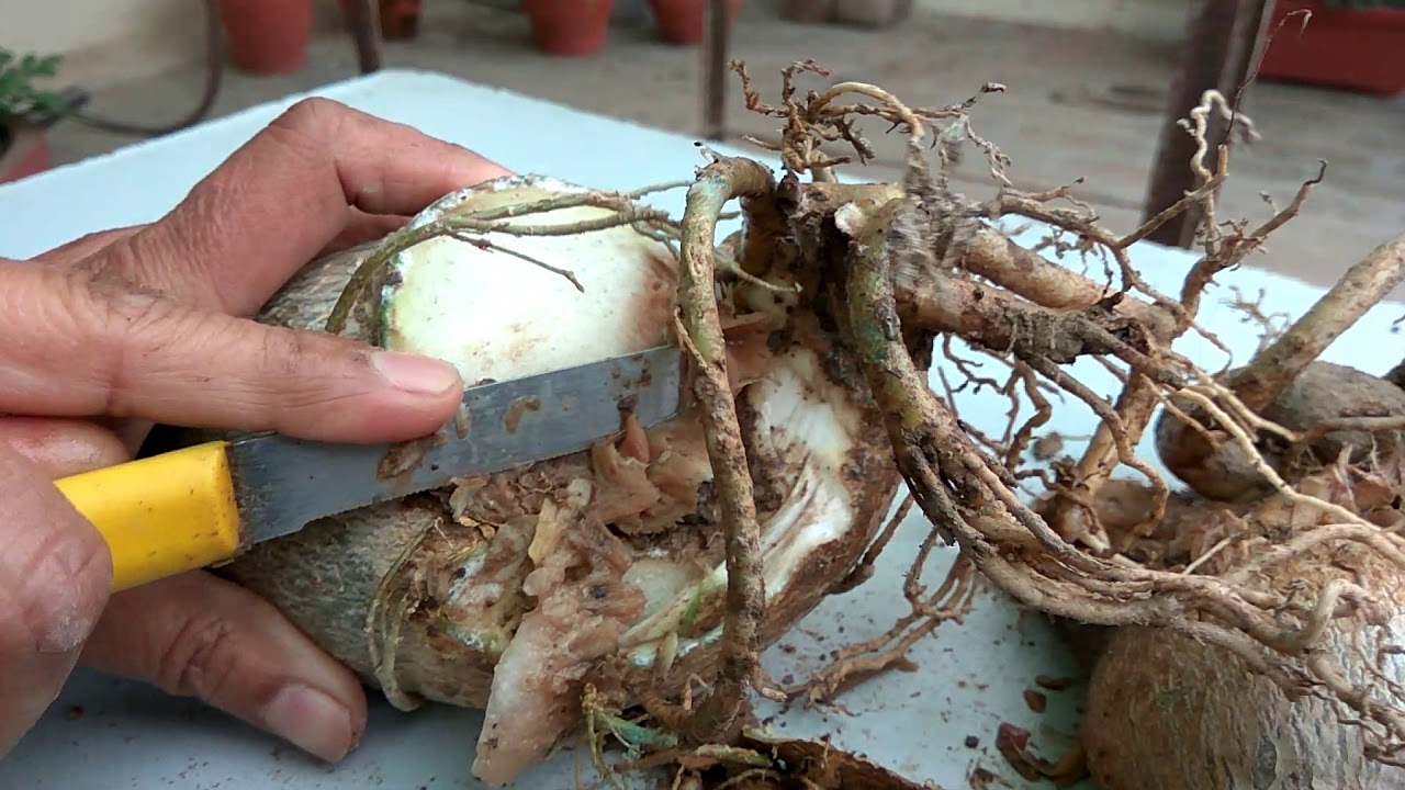 Pulpy Caudex(root rot) of Adenium plant and its cure