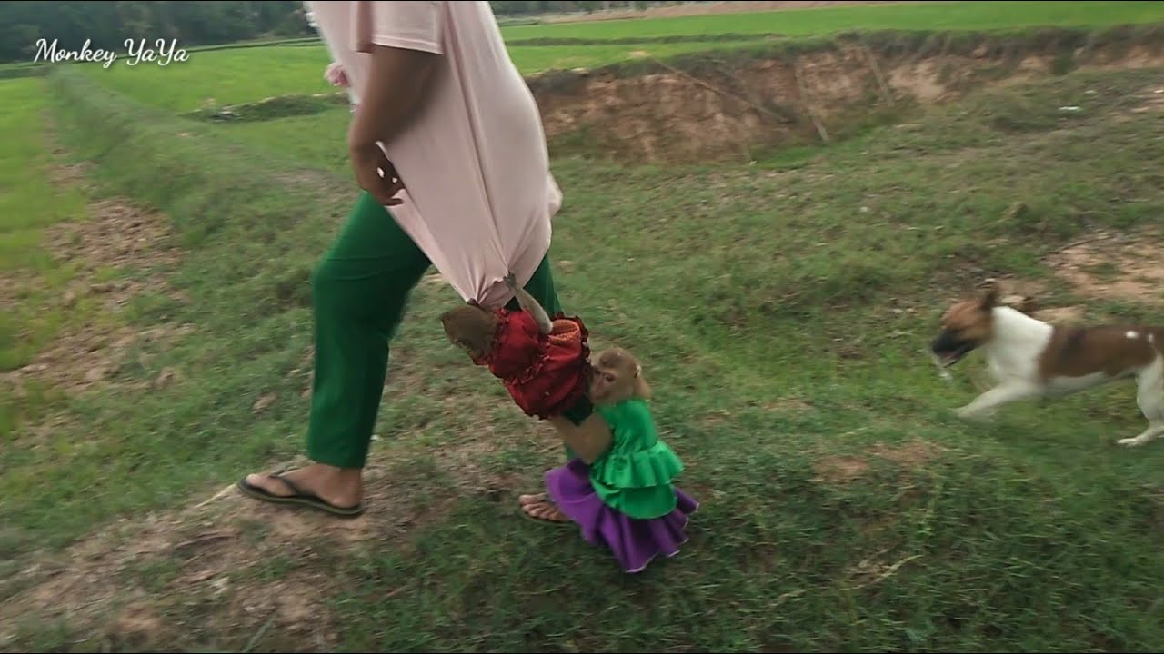 Two Princess YaYa Holding Stuck Left Dog Walking Alone