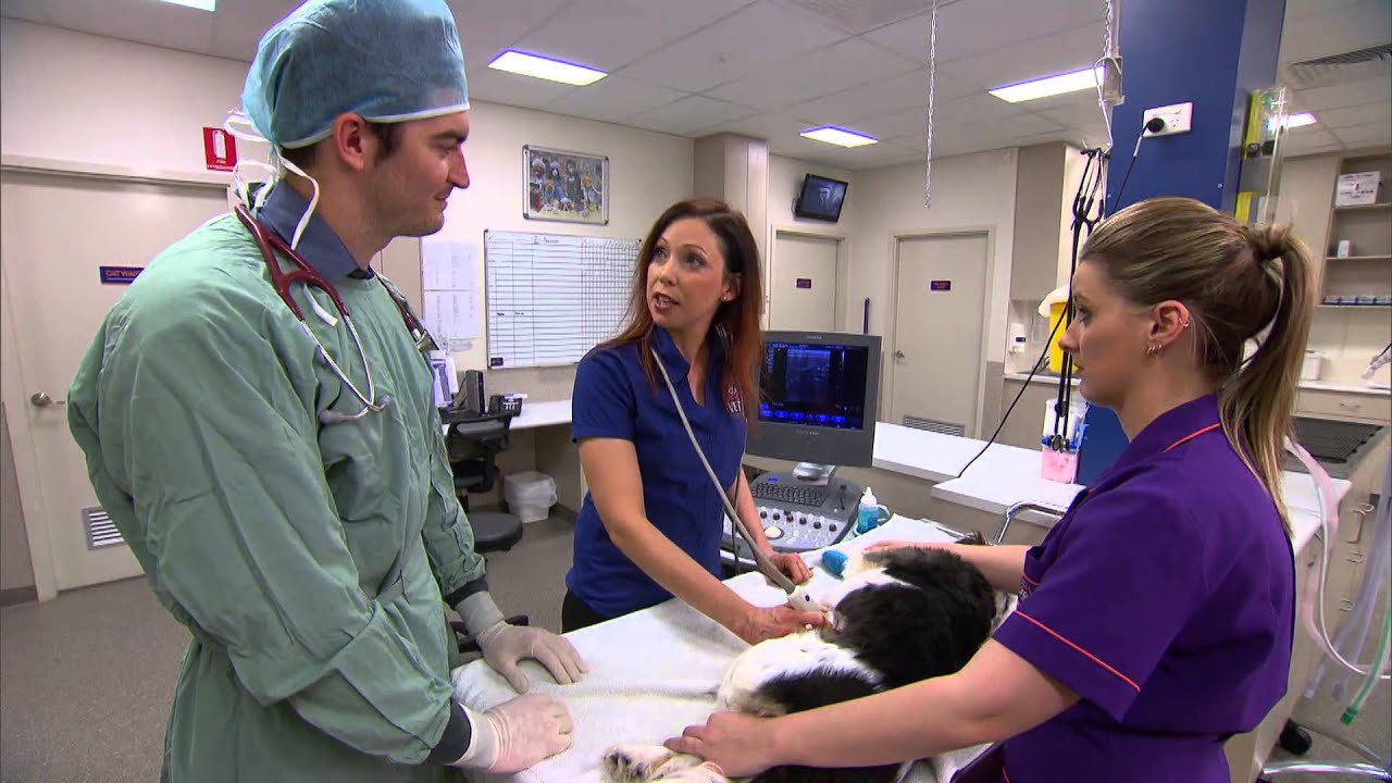 Behind the scenes at Drovers Vet Hospital