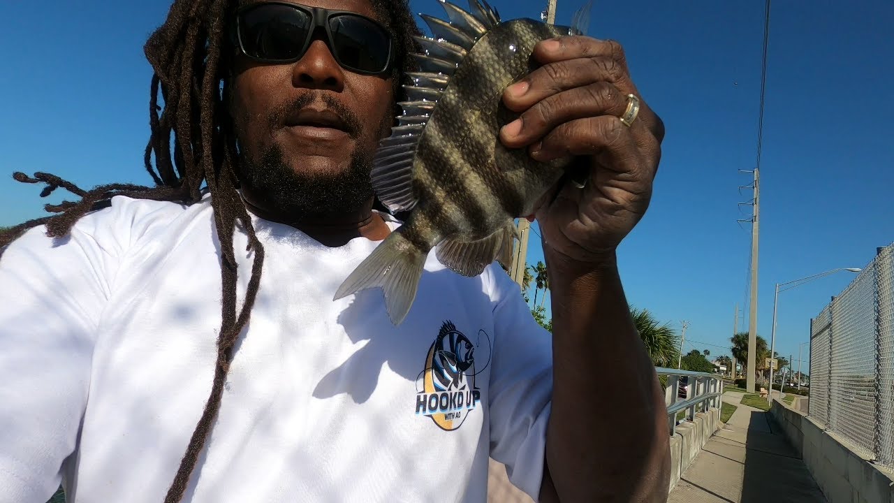 SHEEPSHEADING FROM LAND #fishing #florida #mustadhooks #shorts