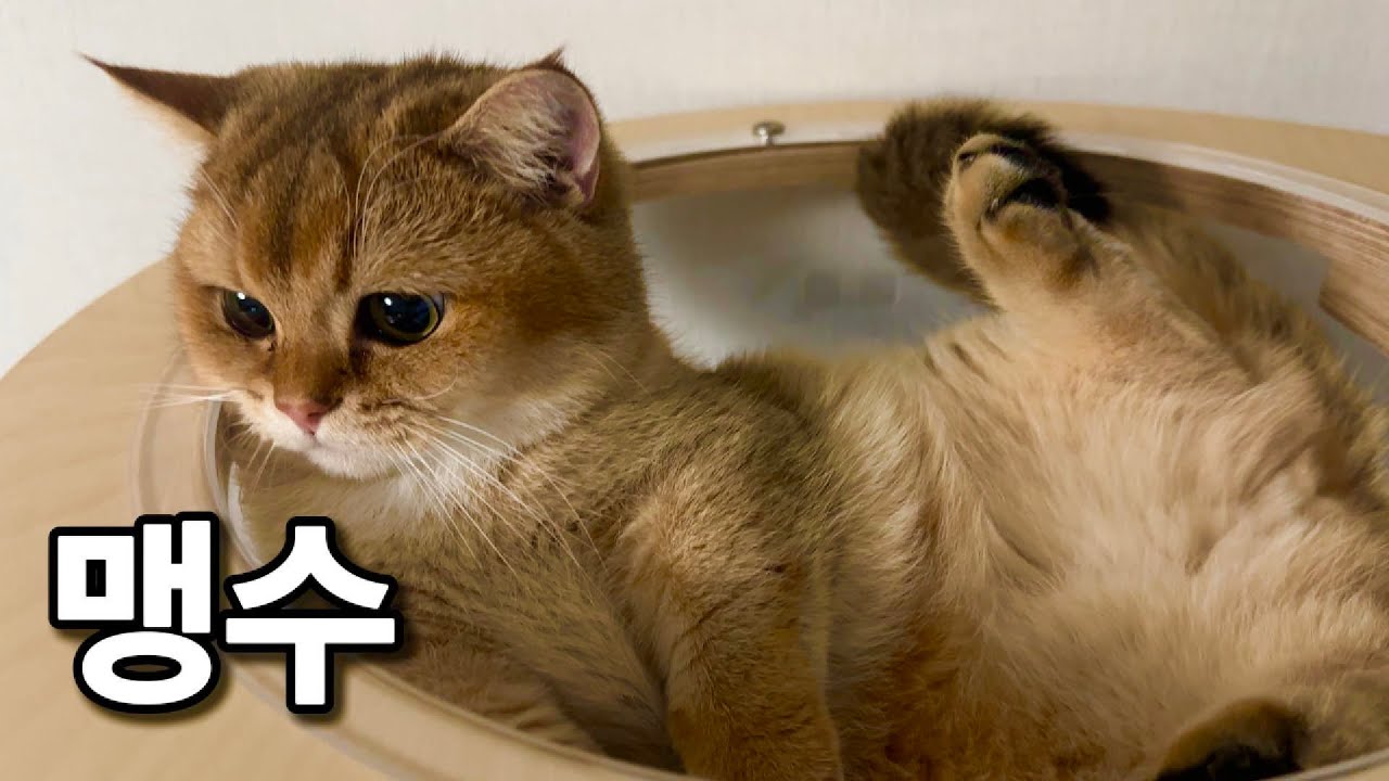 맹수 길들이기