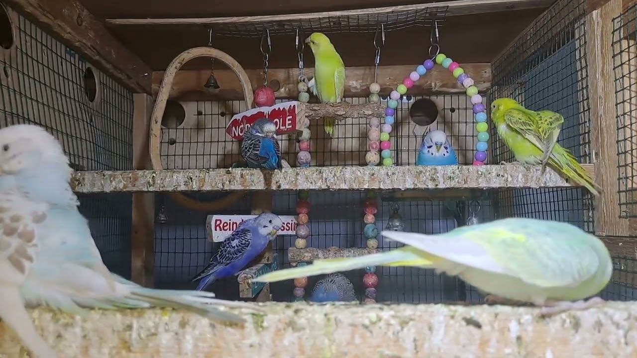 “Smartest Budgie Ever! You Have to See This 😲”