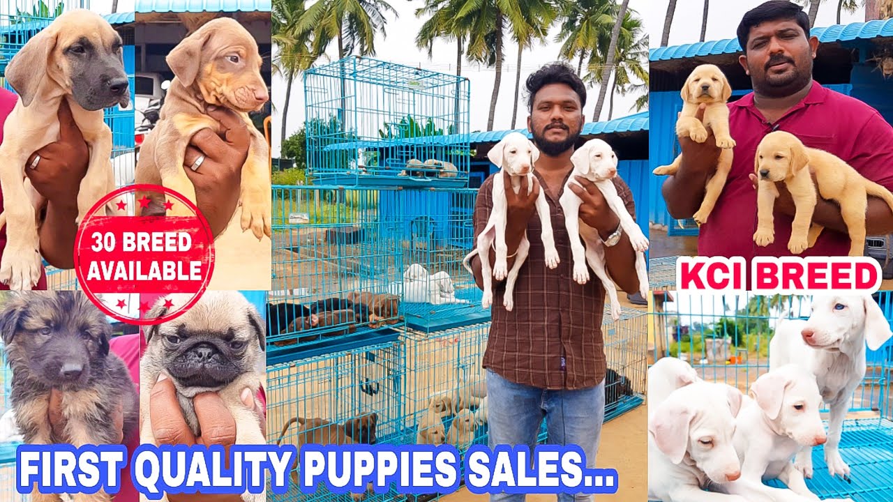 First Quality All Breed Puppy Sales | Dog Sales- Transport Available- Low Price- Attur Pet Farm vlog