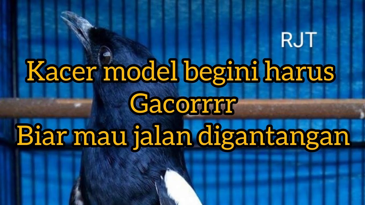 over emosi Kacer ini hanya ngeriwik saja.