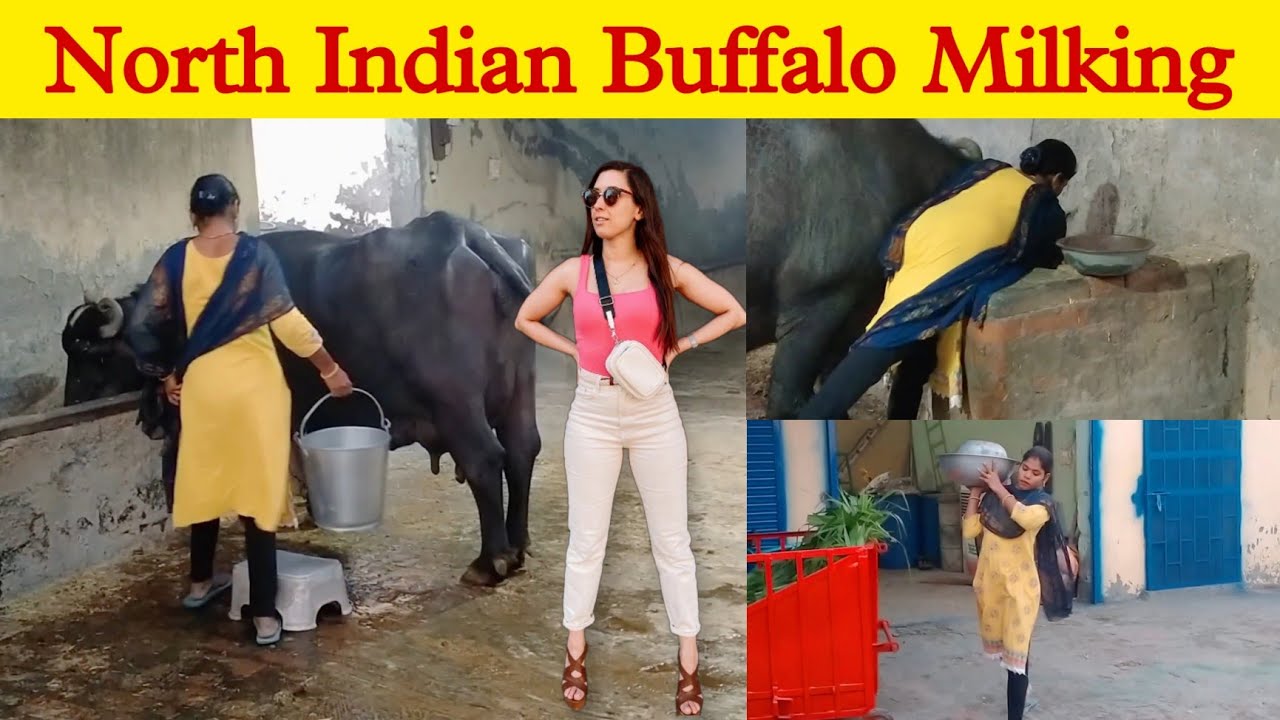 ਦੁੱਧ ਕਿਉਂ ਨਹੀਂ ਨਿਕਲਦਾ ਪੈ ਗਿਆ ਪੰਗਾ Buffalo Milking by hand North Indian