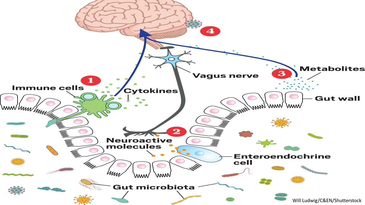 La relación entre la microbiota intestinal y los desórdenes neuronales