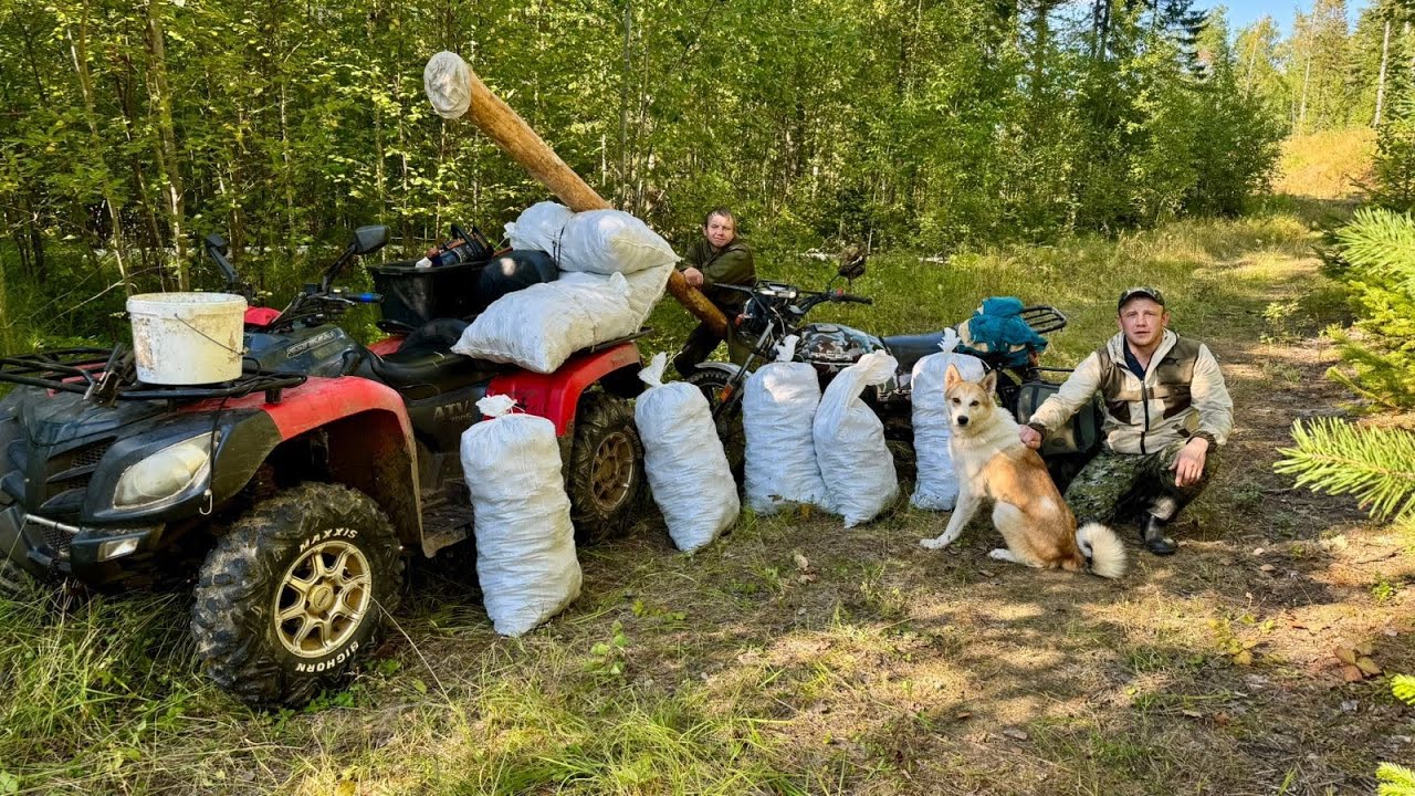 УРОЖАЙНЫЙ ГОД. СБОР КЕДРОВОГО ОРЕХА В СИБИРСКОЙ ТАЙГЕ.