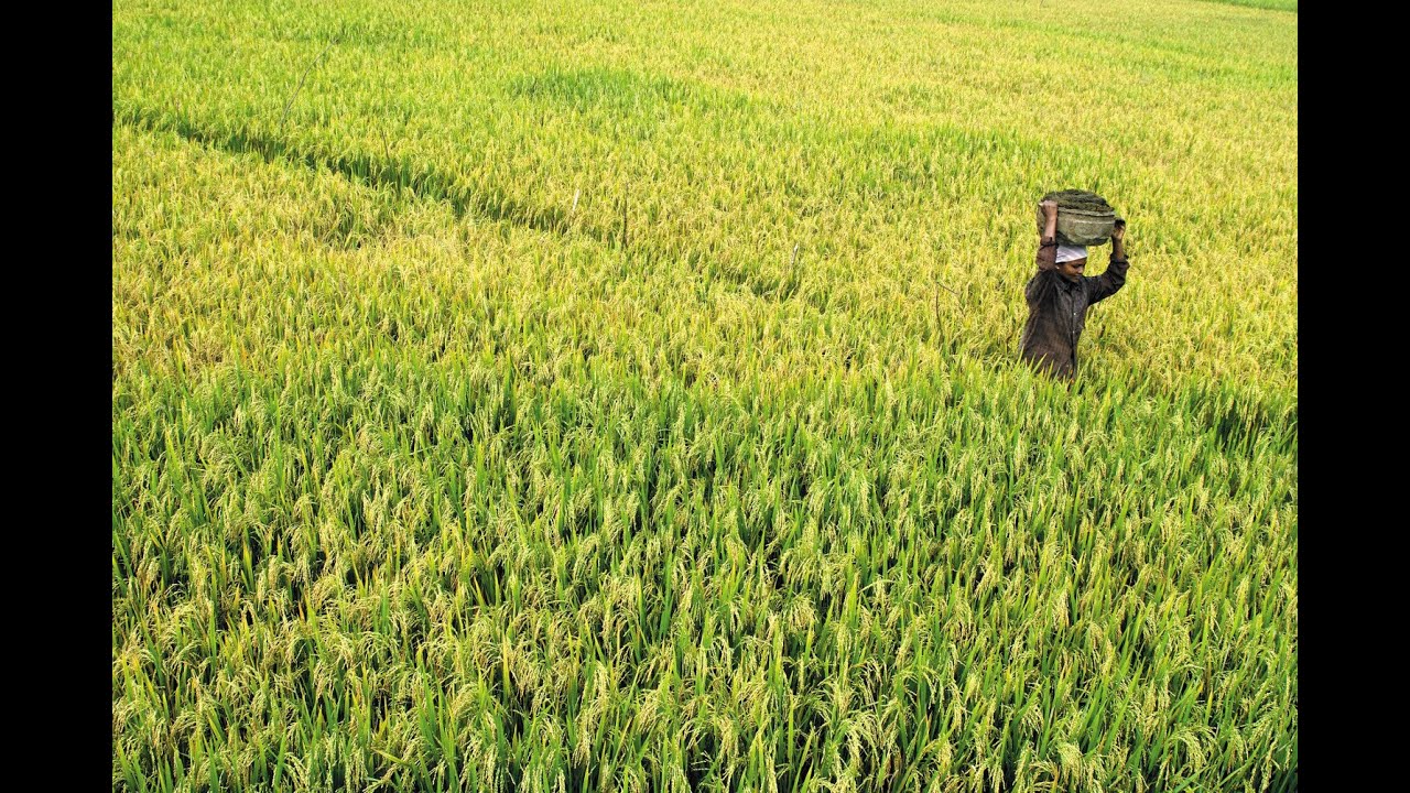Paddy fields in Kerala
