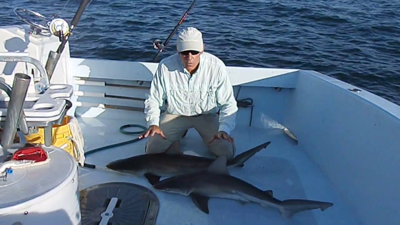 Dusky & Sandbar Shark Identification