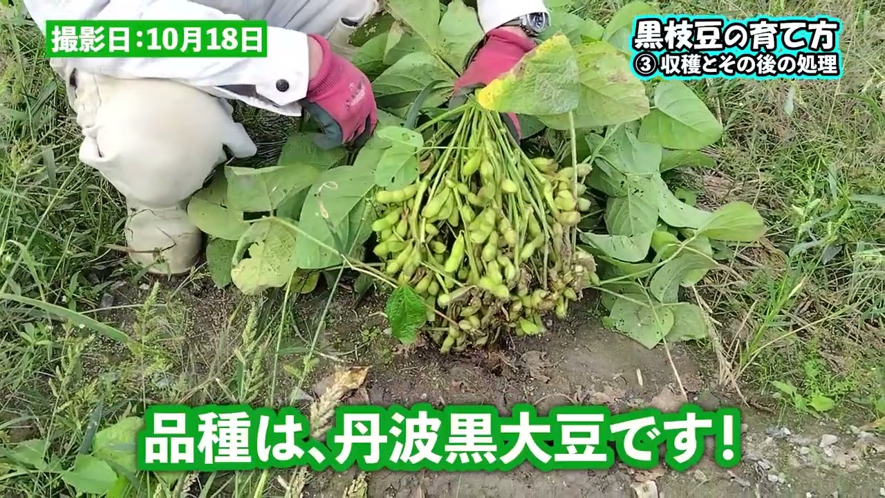【3】黒枝豆の育て方  収穫編