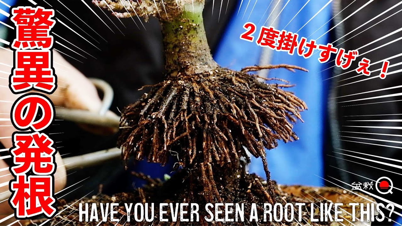 驚きの取り木2度掛け！1年で八方根張り作れちゃう？【盆栽Q】