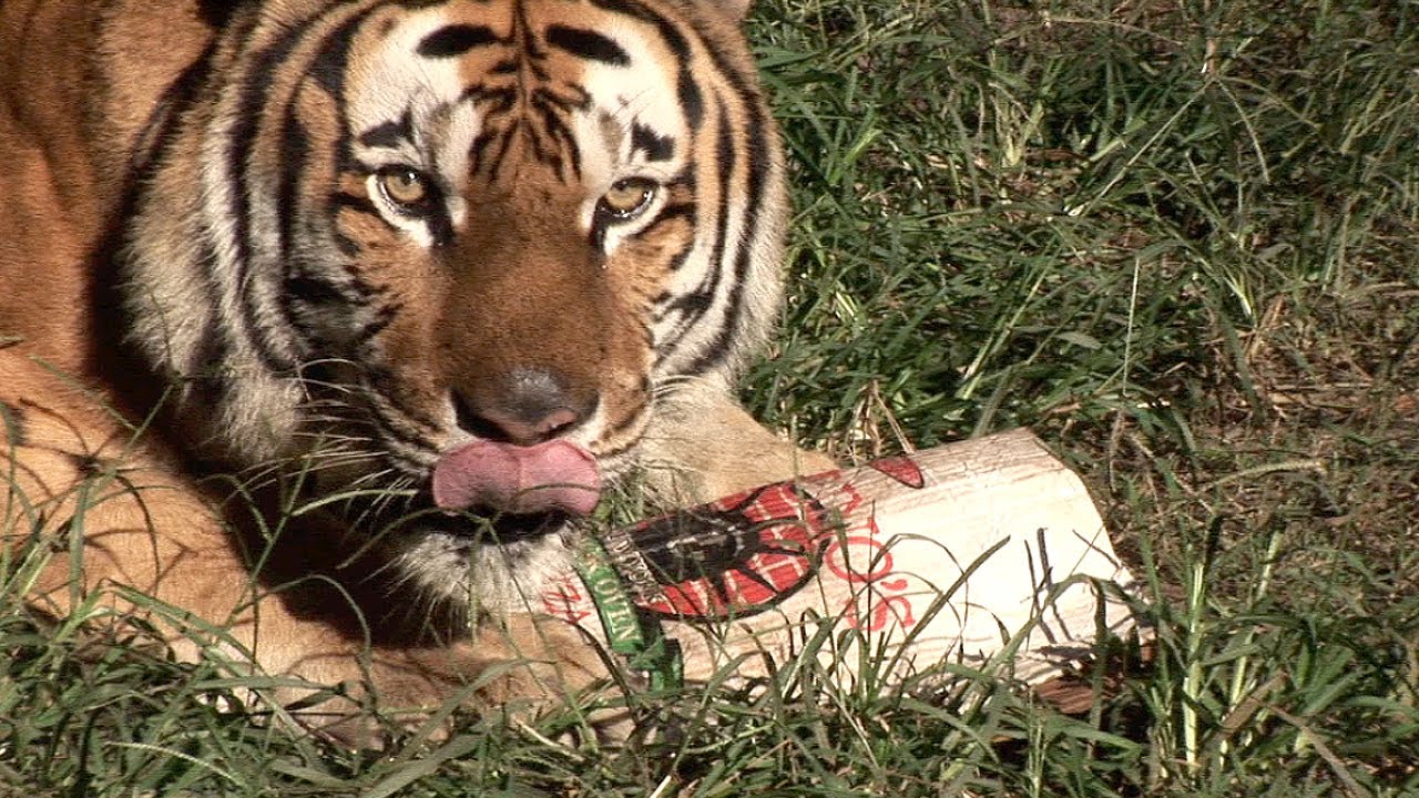 I WANT PIZZA! (Boxes) Tiger Edition