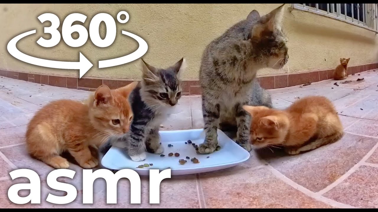 Sem'ya kotov yest krokety ASMR vr 360