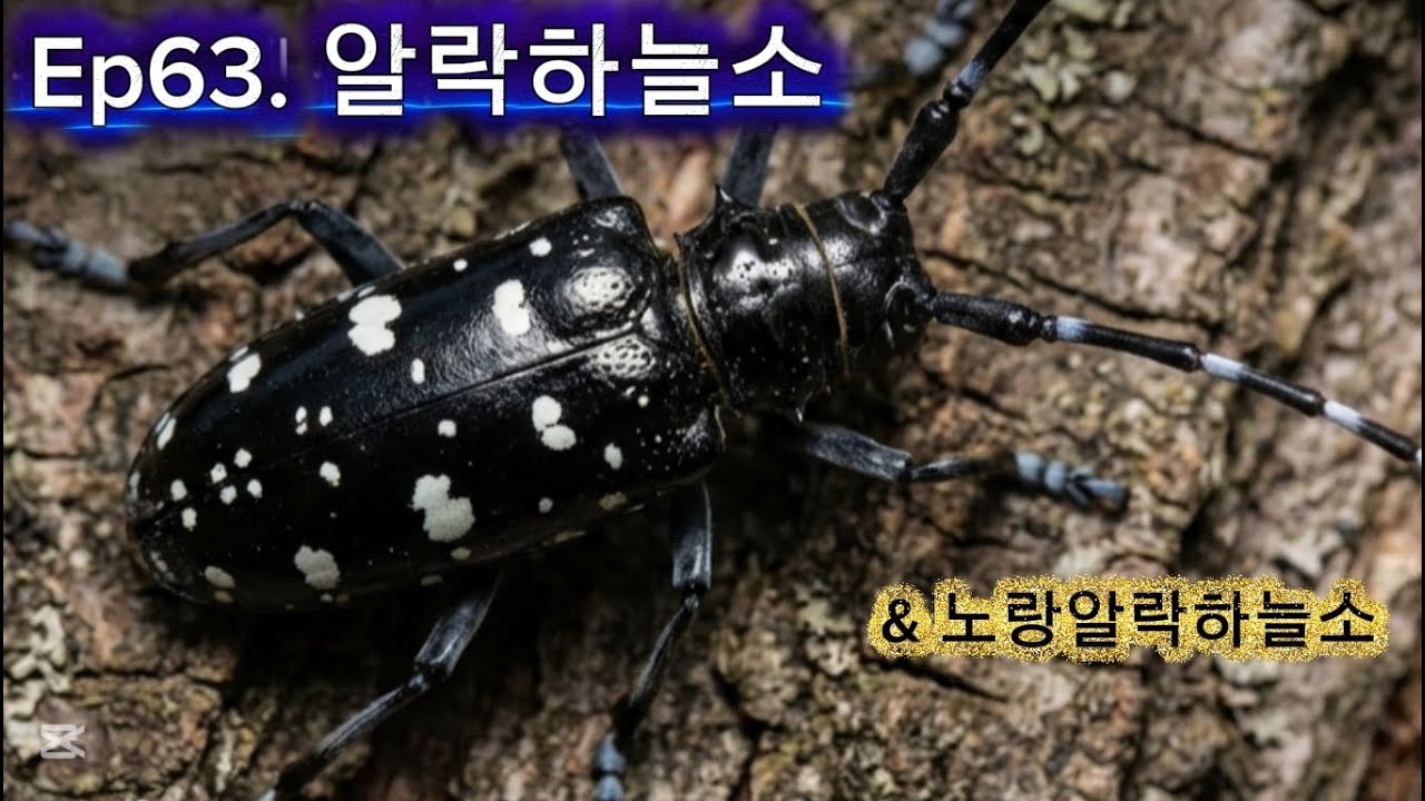 Ep63. 알락하늘소 & 노랑알락하늘소 (Ver.Ez)
