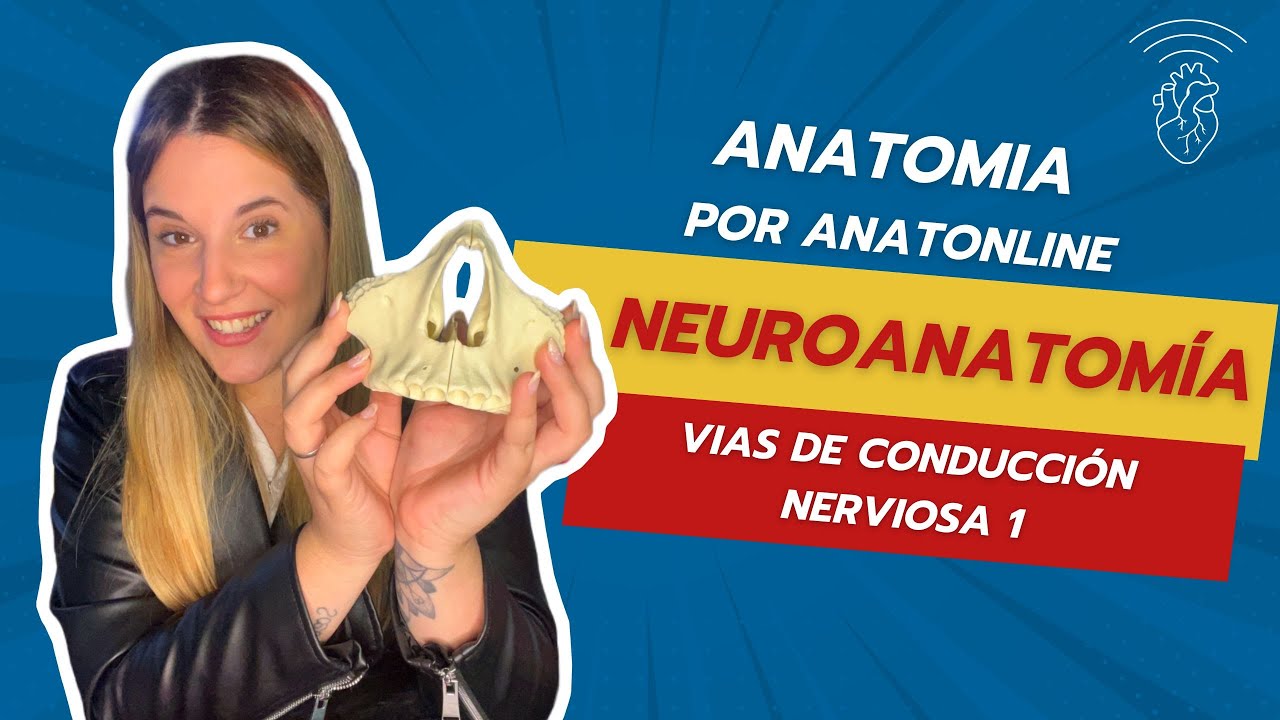 Curso completo de anatomia - Vias de conducci&oacute;n nerviosa ascendentes (PDF del resto en descripcion)