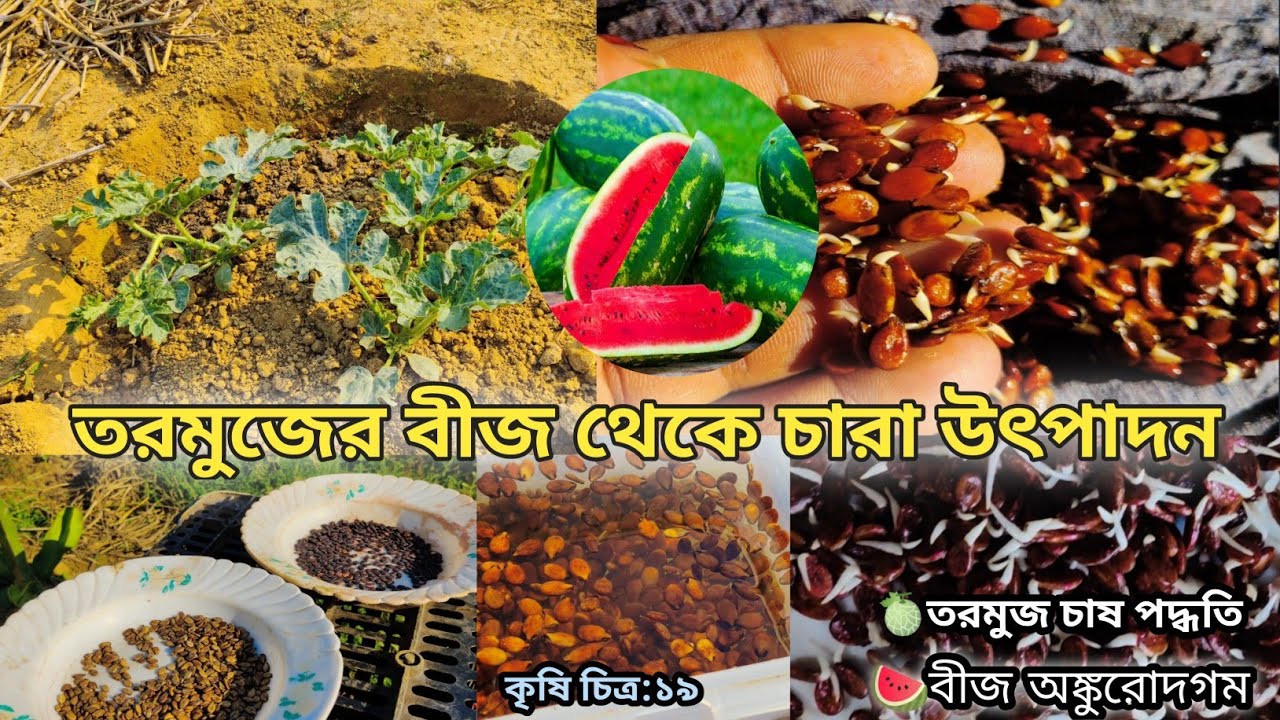 তরমুজের বীজ থেকে চারা উৎপাদন#তরমুজ চাষ পদ্ধতি।তরমুজের বীজ অঙ্কুরোদগম#watermelon farming.#melon farm🍉