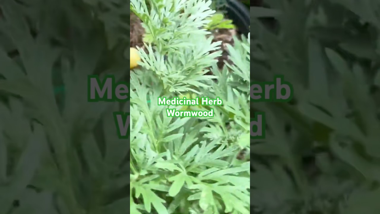 Harvest Wormwood #medicinal #herbs #herbsforhealth #wormwood #garden #diy