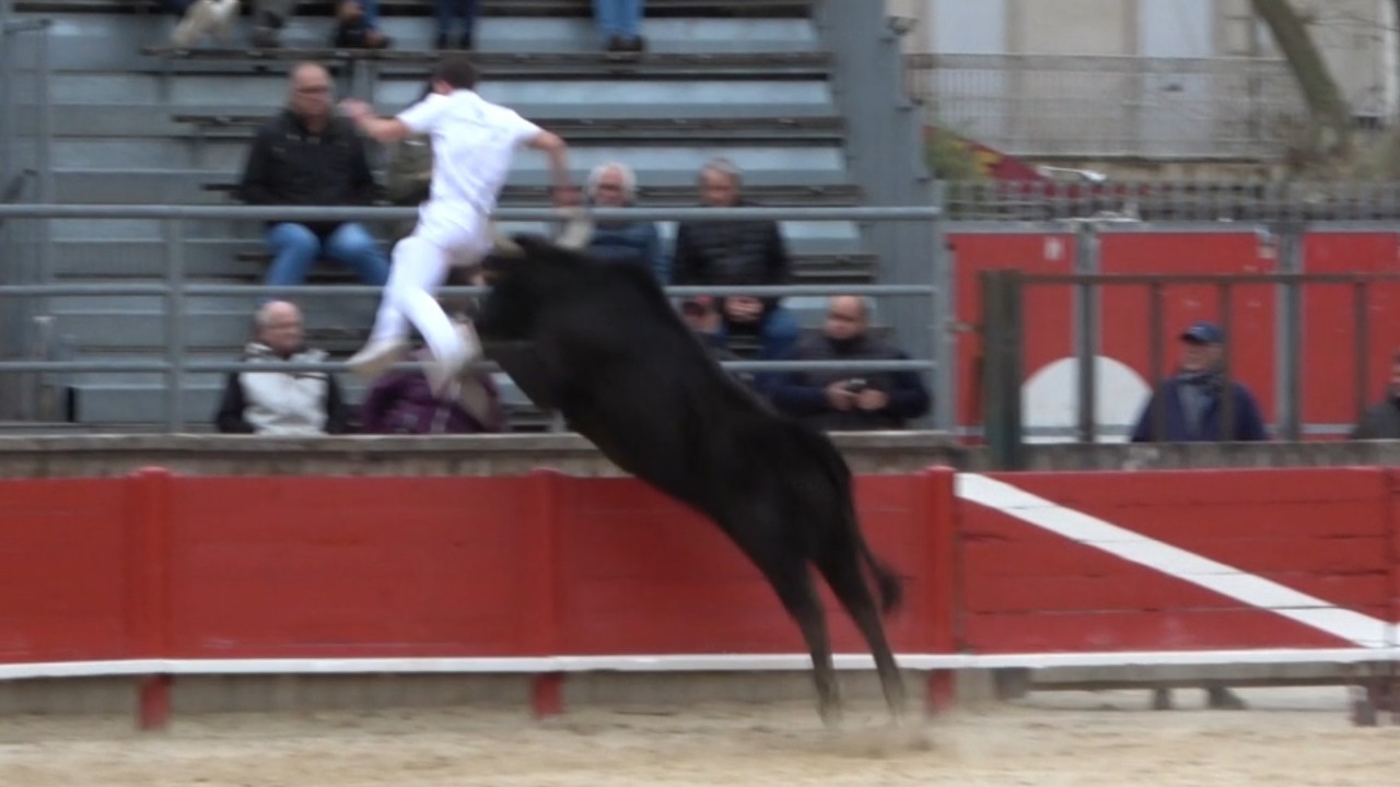 PRINTEMPS DES ROYALES  MANADE LAURENT   TAUREAUX JEUNES le 15 03 2026