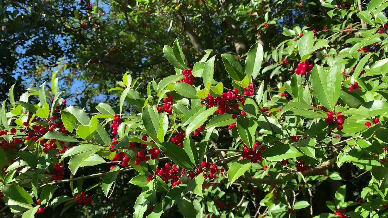Scott Arboretum of Swarthmore College  - Holly Society of America Virtual Tour 2021