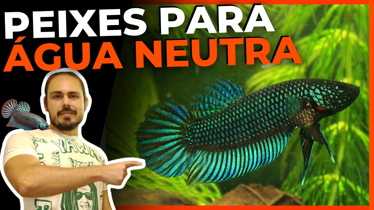 🔴TOP 5 PEIXES DE PH NEUTRO 7.0 ( PARA AQUÁRIOS ) |Mr. Betta|