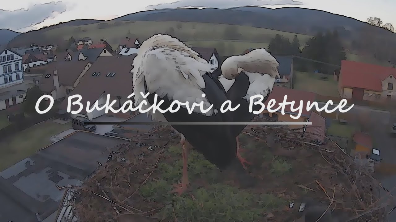 Ze života čápů - O Bukáčkovi a Betynce | From the life of storks - About Bukacek and Betynka