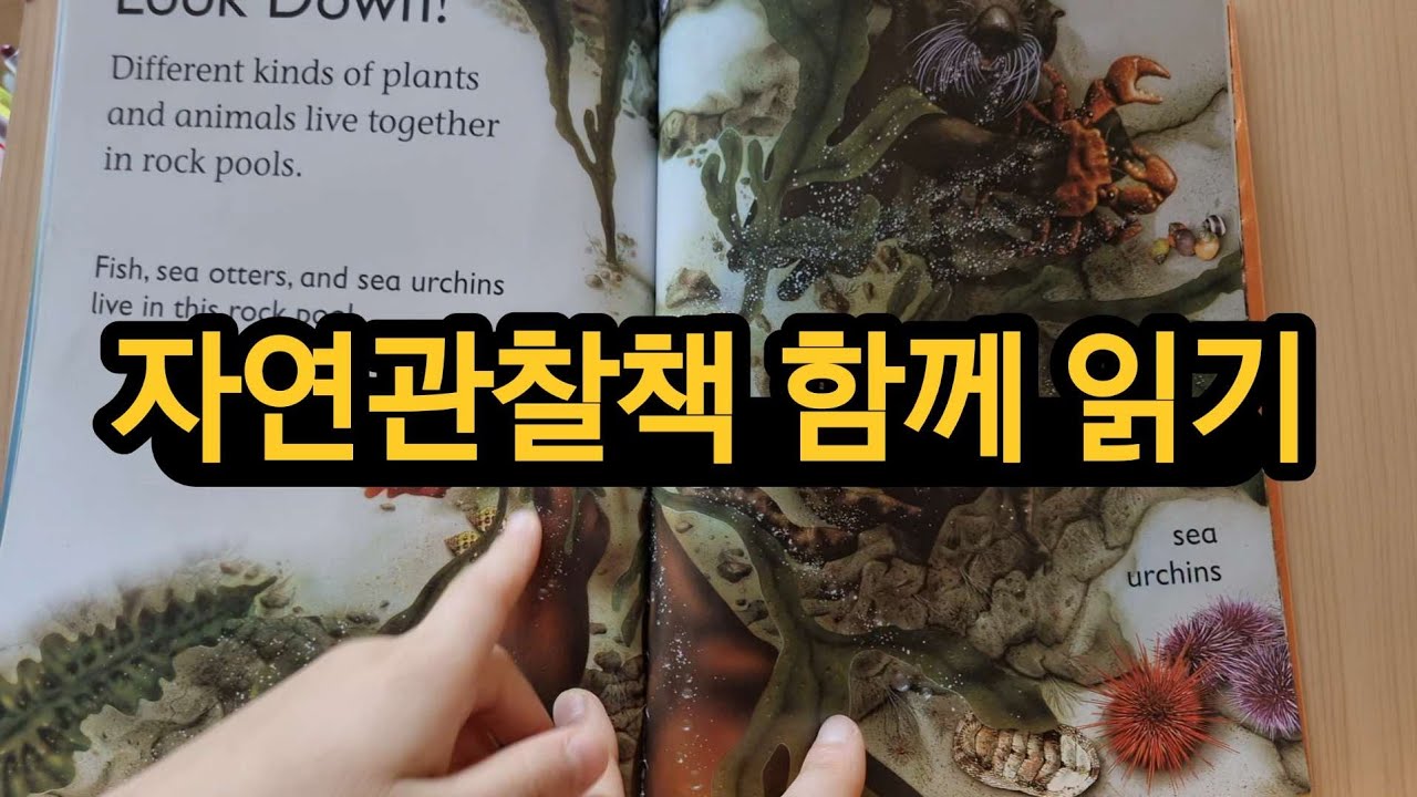 논픽션 영어책 읽기 #초등어휘공부 #엄마표영어 #영어홈스쿨 #초등영어교육