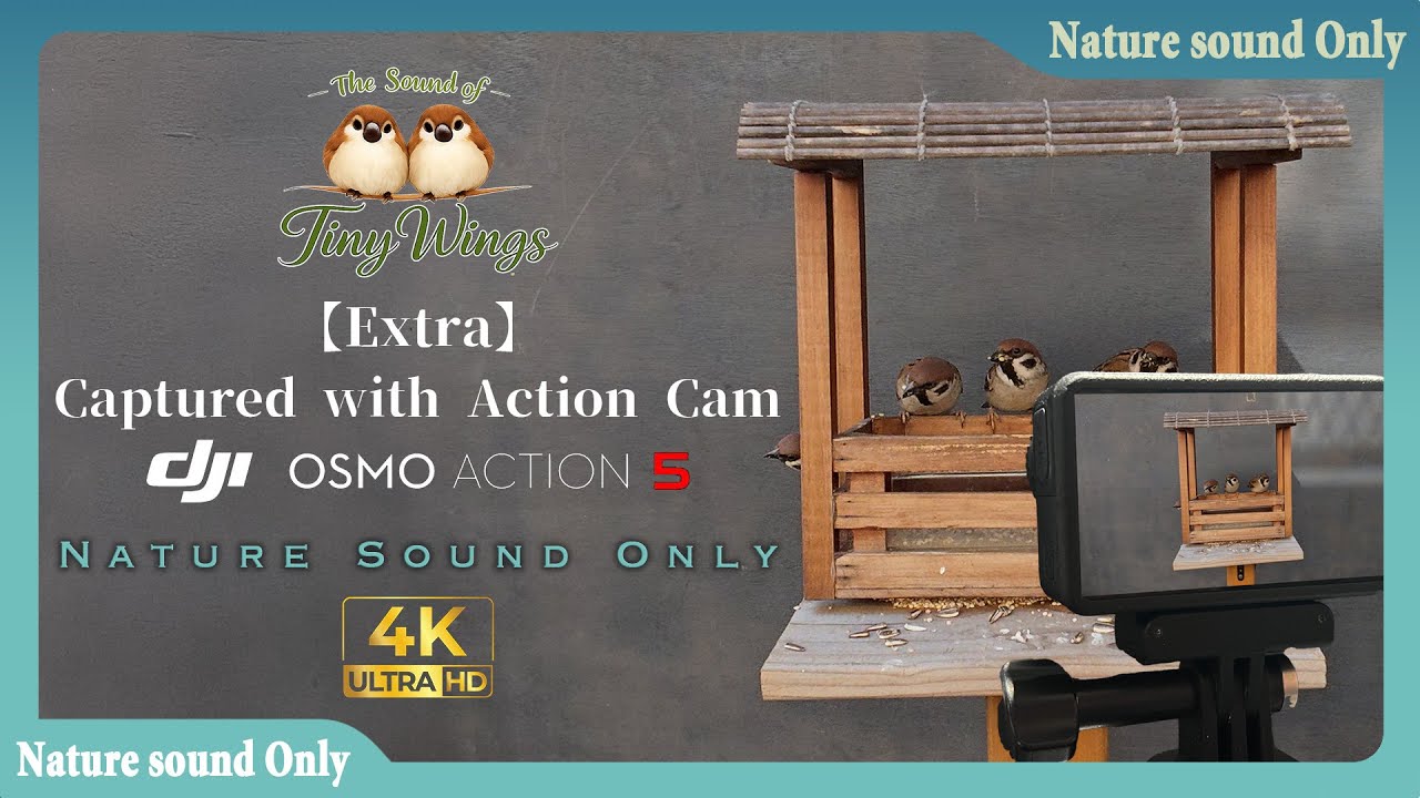 【番外編】DJI OSMO ACTION 5 PRO + DJI MIC 2｜アクションカムで撮るスズメの日常
