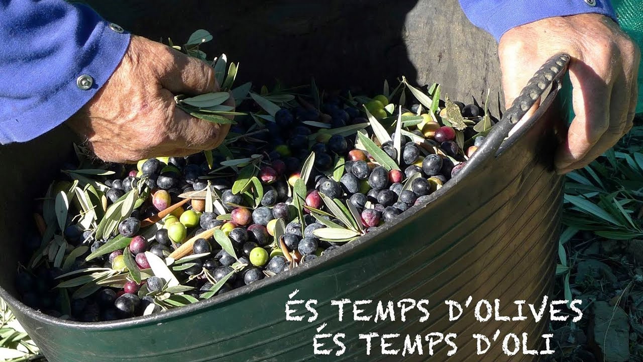 Elaboració de l'oli d'Olesa --- (Vídeo Agustí Boada)