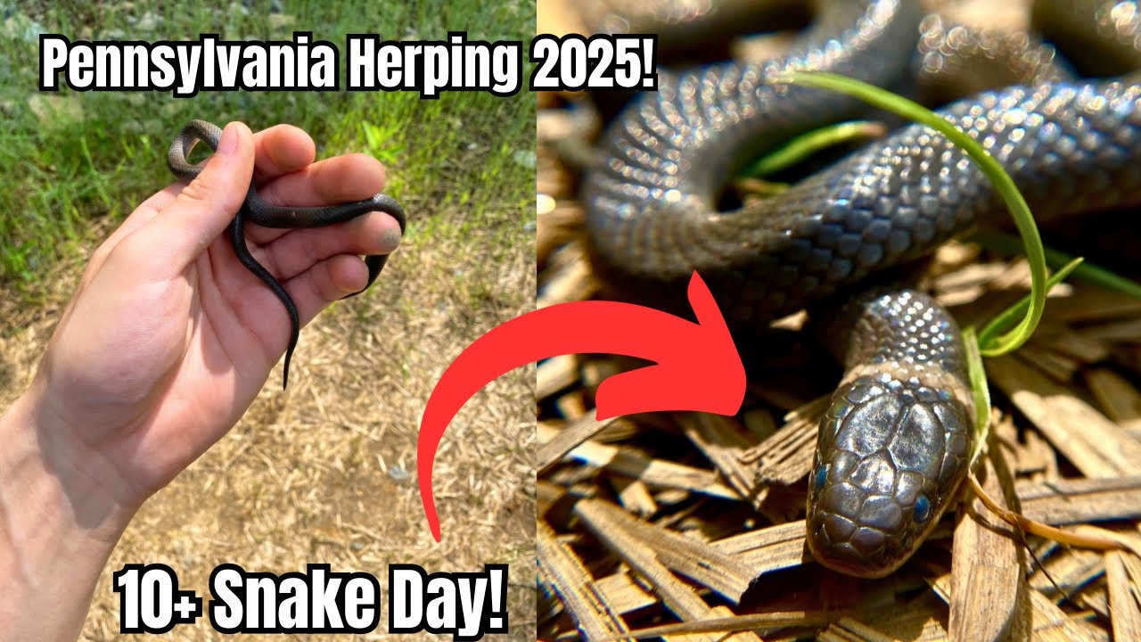 Finding Beautiful Snakes In Pennsylvania!