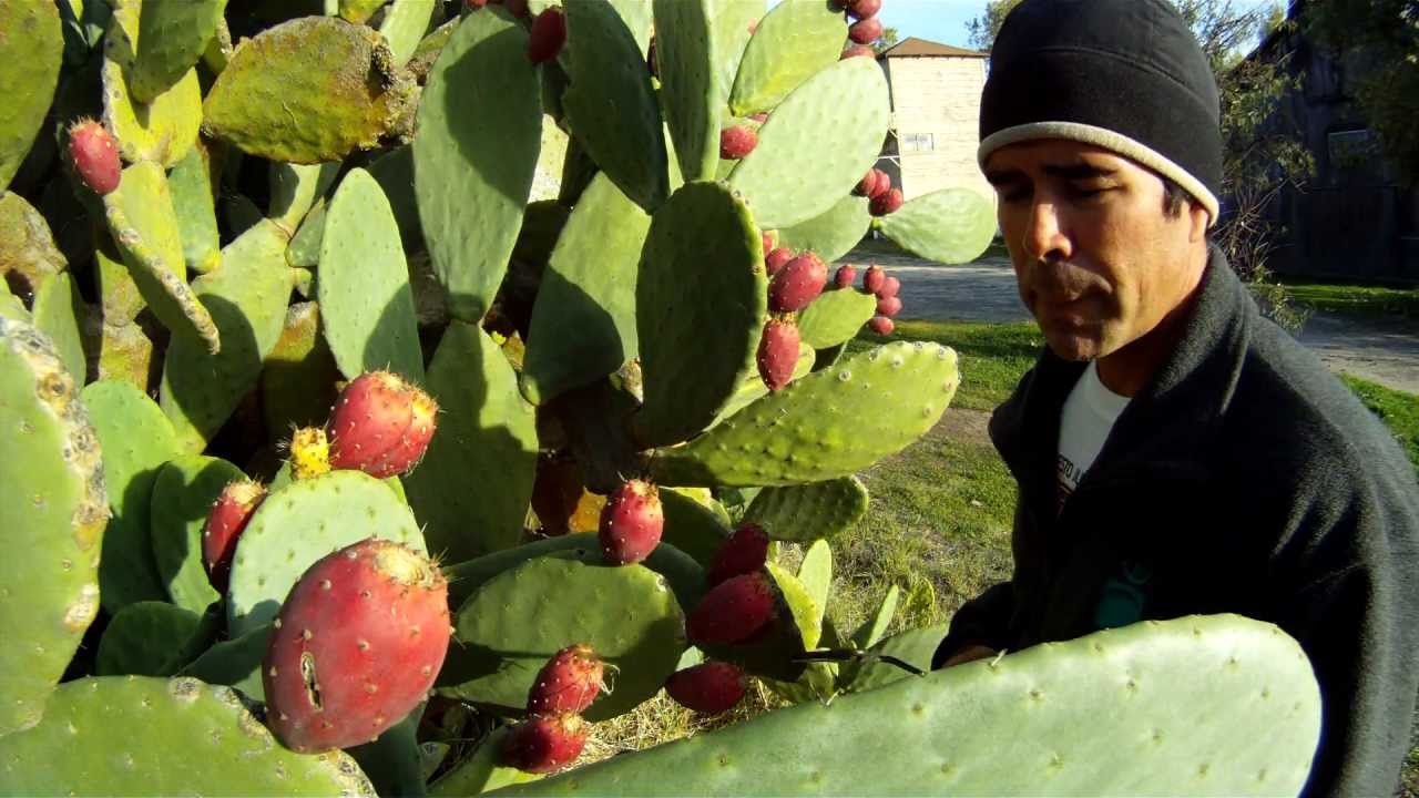 How To Eat A Prickly Cactus Pear