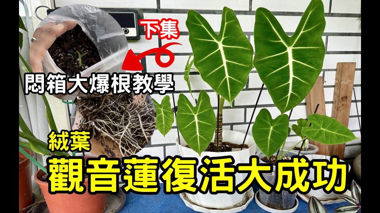 絨葉觀音蓮復活大成功 | 悶箱爆根教學  | 下集 | 觀葉植物 Foliage plants 【黑貓日常】