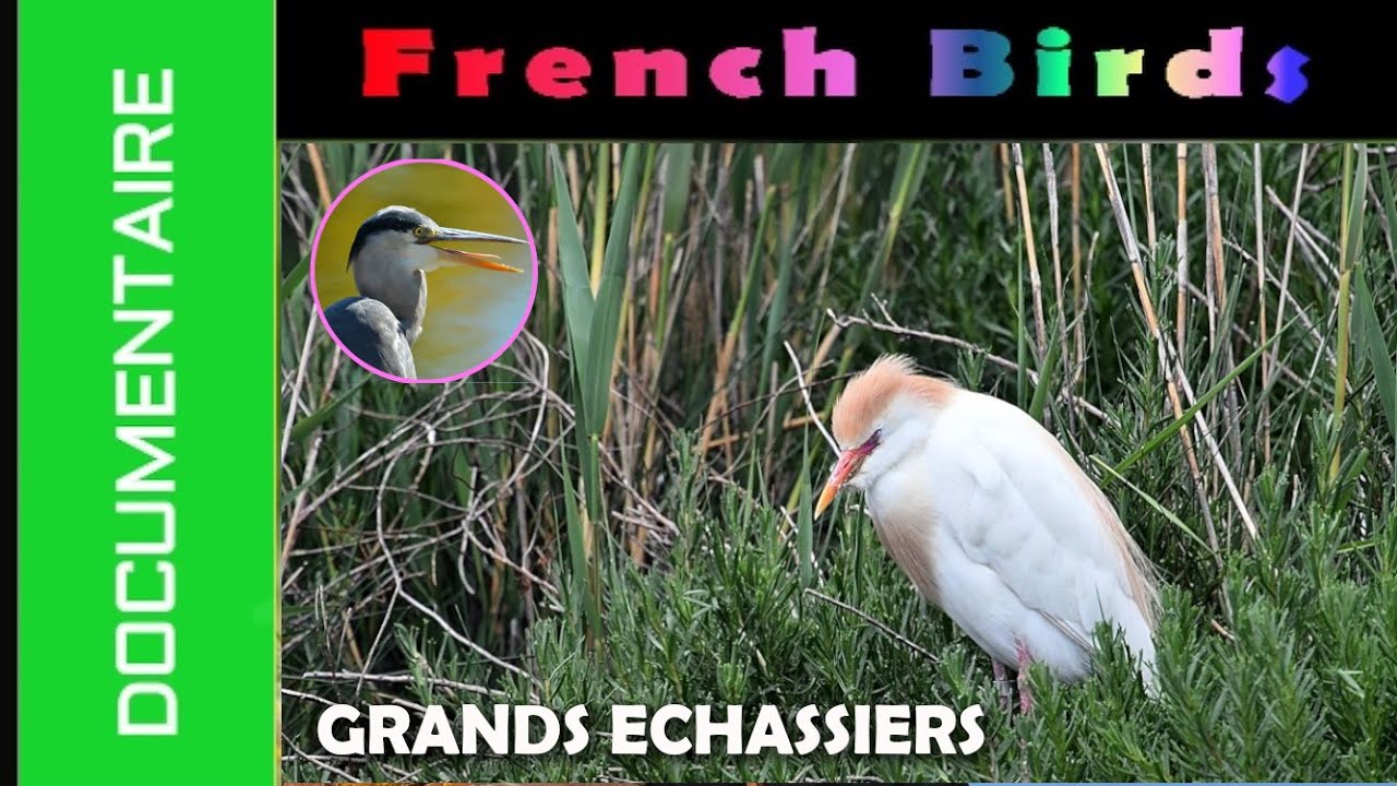 DOCUMENTAIRE - LES GRANDS ECHASSIERS
