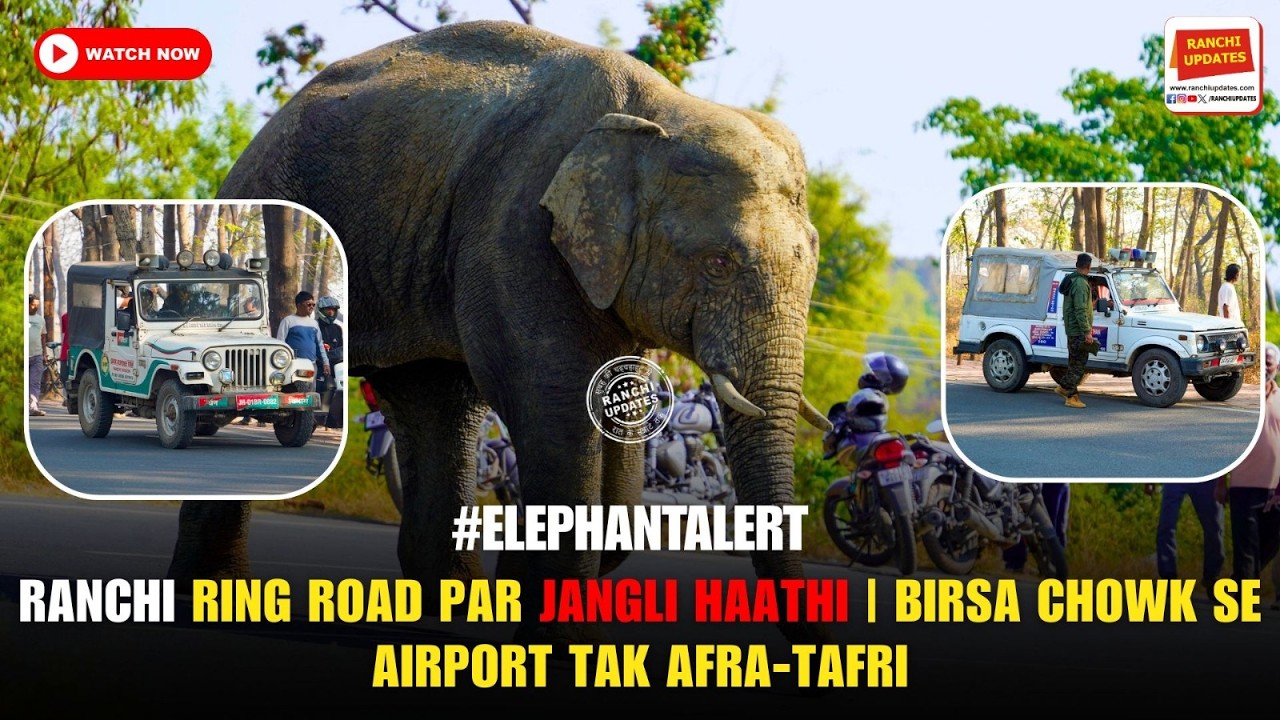 राँची में रिहायशी इलाके में घुसा जंगली हाथी | बिरसा चौक–रिंग रोड पर मची अफरा-तफरी