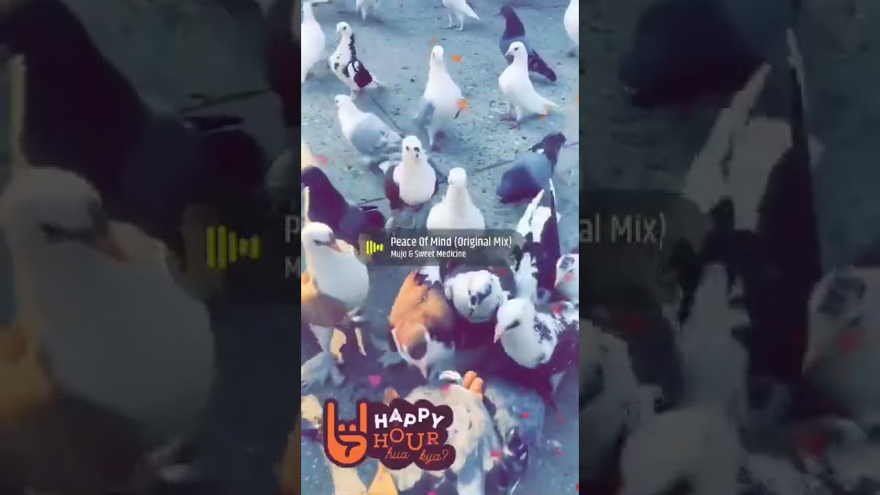 #peace #dove #free #pets #friends #life #love #human #bekind