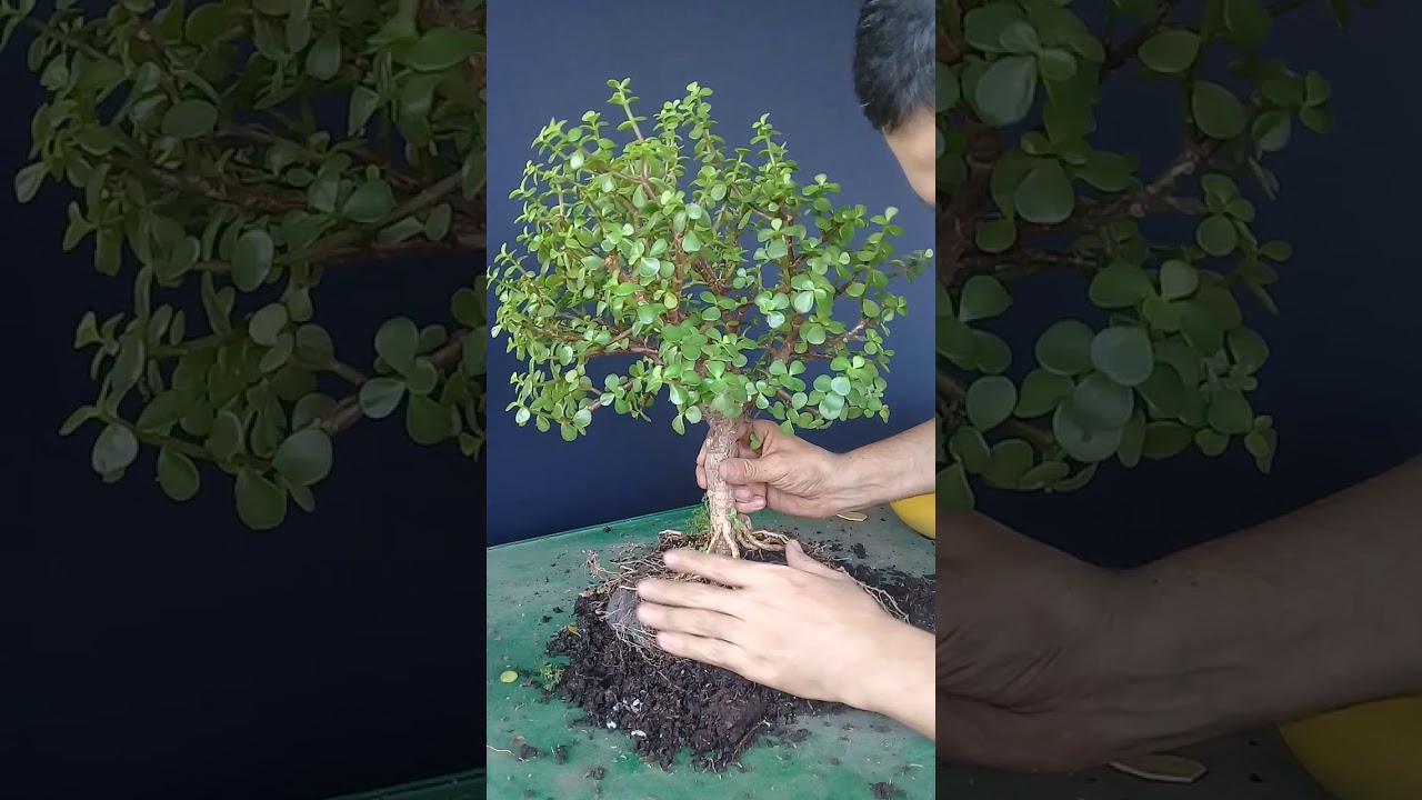 Estipulación raíces de jade (portulacaria afra). Stipulation of jade roots (portulacaria afra).
