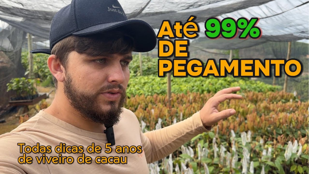 Enxertia de Cacau Todos os Segredos para Garantir 99% de Pegamento
