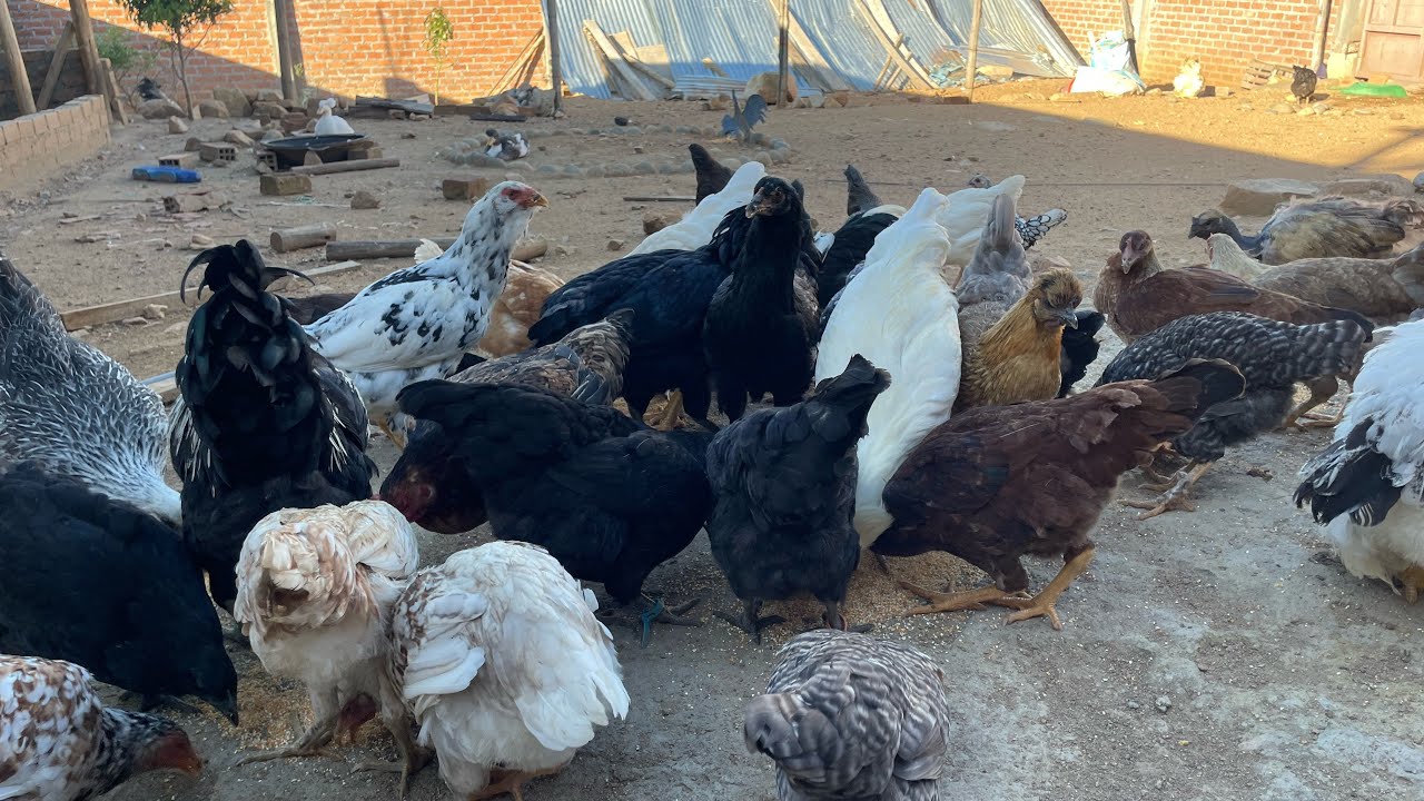 Tus gallinas NO van a crecer si haces esto 